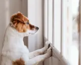 En hund ensam hemma tittar ut genom fönstret, längtar efter att någon ska komma hem.