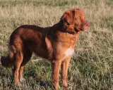 En ståtlig tollare hund står i ett solbelyst gräslandskap, redo för äventyr.