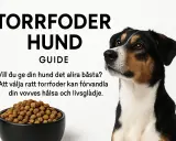 En hund blickar mot en skål med halla petfood. Texten "Torrfoder Hund Guide" och en uppmaning att välja rätt foder för hundens hälsa.