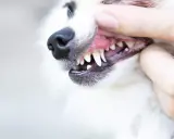 Close-up of a dog's mouth being opened by a hand, showing its teeth and gums.