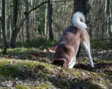 En brun och vit hund med krullig svans gräver i skogen. Kanske är den understimulerad och söker spänning i jorden.