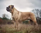 En ståtlig hund av mastiff liknande raser står i en höstlig äng.
