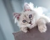 Söt kattunge med blå ögon som tittar upp. Snart dags för vaccination katt för att hålla den frisk och glad.
