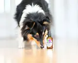 En nyfiken nose work hund nosar på en flaska med doft.