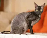 En Cornish Rex med grå, vågig päls och gröna ögon sitter på en vit yta.
