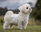 En söt malteser korthårig hund står i gräset och tittar uppåt.