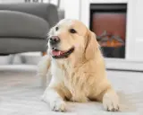 En glad golden retriever ligger på en matta framför en öppen spis. En fråga som många ställer sig är: hur mycket kostar en hund?