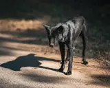 En ensam, mager svart hund med svansen mellan benen står på en grusväg i skuggan av träd.