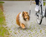 En sheltie njuter av att cykla med hund på en grusväg.
