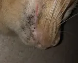 Närbild på en katts haka med mörka prickar, vilket kan vara tecken på katt akne.