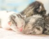 Söta kattungar, kanske 4 veckor gamla, sover tätt tillsammans. En vit och grå kattunge med rosa nos ligger längst fram.