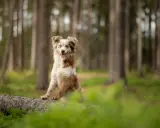 En glad hund sitter på en fallen trädstam i skogen. Dess kroppsspråk visar att den är avslappnad och nöjd.