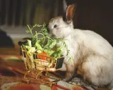 En söt kanin mumsar på färska grönsaker från en miniatyr-shoppingvagn. Bland godsakerna finns bland annat ruccola och morotsblast.