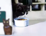 Svartvit katt med gula ögon nosar på mat i skål. En annan katt syns suddigt i bakgrunden. Kanske en gastrointestinal katt som äter specialkost.