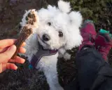 En söt hundvalp sträcker upp tassen mot ett tuggben. Tuggben hund farligt? Kanske inte detta, men var försiktig med vad din hund tuggar på.