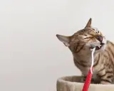 En bengalisk katt tuggar på en röd tandborste.