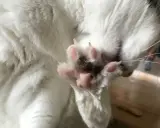 Närbild på en vit katts mjuka, rosa katt tassar med utsträckta klor.