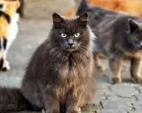 En grå långhårig katt med gröna ögon sitter framför andra katter. Den ser ut som en katt som kan behöva avliva katt som bits.
