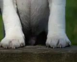 Hundens tassar vilar på en träbänk. Klorna är synliga, redo för kloklippning hund.