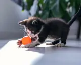 En lekfull kattunge med en orange boll. Denna kattmynta-älskande kattunge är redo för bus.