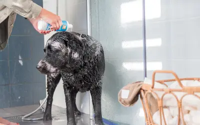 En person häller schampo på en blöt, svart labrador i duschen. Det är dags för bada med hund!