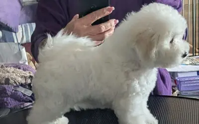 En fluffig bichon frisé står på ett bord, redo för en trimning.