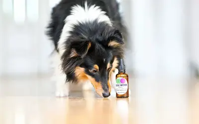 En nyfiken nose work hund nosar på en flaska med doft.