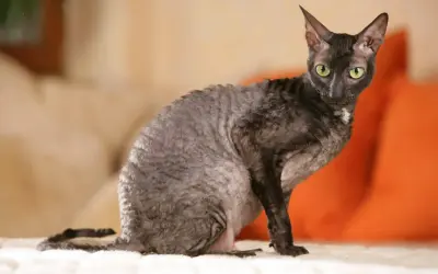 En Cornish Rex med grå, vågig päls och gröna ögon sitter på en vit yta.