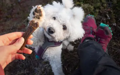 En söt hundvalp sträcker upp tassen mot ett tuggben. Tuggben hund farligt? Kanske inte detta, men var försiktig med vad din hund tuggar på.
