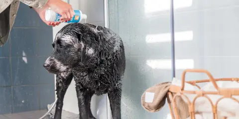 En person häller schampo på en blöt, svart labrador i duschen. Det är dags för bada med hund!