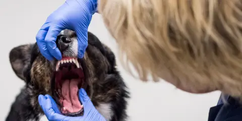 En veterinär undersöker en hunds mun. Tänderna är synliga, och det luktar tandsten.