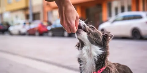En hund med rosa halsband tar emot en godbit från en hand. Hunden verkar lära sig att gå fint i koppel.