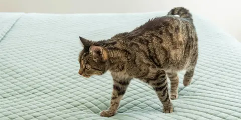 En randig katt smyger fram över en ljusgrön, quiltad yta, nosen lågt mot underlaget som om den försöker lukta sig till något, kanske en olycka där en katt luktar kiss.