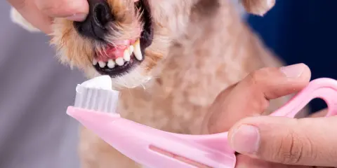En person borstar tänderna på en hund med en rosa tandborste och vit tandkräm.
