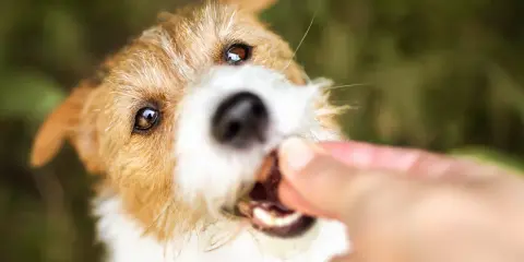 En söt hund får en godbit, kanske till och med kattmat till hund, från en hand.