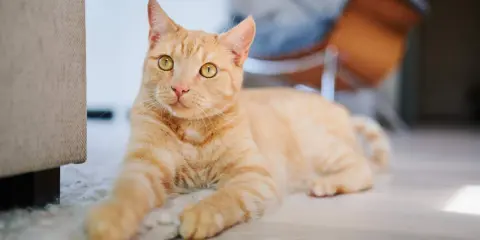 An orange tabby cat with bright yellow eyes lies on a rug, looking towards the camera.