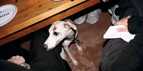En vitkål hund sitter under ett träbord, med tallrikar med texten "PIZZA" och skor som syns i bakgrunden.