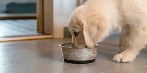 En söt golden retriever-valp mumsar i sig sitt monster valpfoder ur en skål med benmotiv.