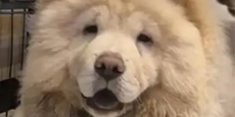 En fluffig chow chow med öppen mun och en blick som säger "ge mig en godbit".