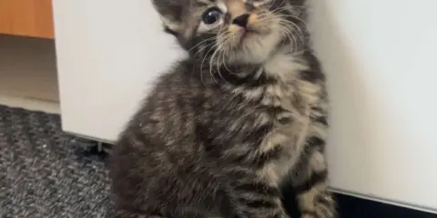 En söt, randig kattunge av rasen brittisk korthår tabby sitter på en grå matta och tittar upp med stora, nyfikna ögon.