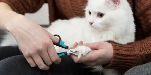 Person trimming a white cat's claws with nail clippers.