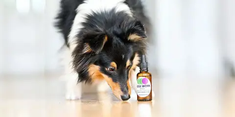 En nyfiken nose work hund nosar på en flaska med doft.