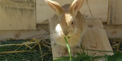 En söt kanin mumsar på maskrosblad i solen.