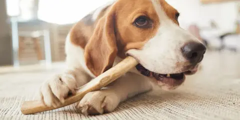 En beagle tuggar på ett tuggben, en del av hundens tandvård.