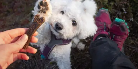 En söt hundvalp sträcker upp tassen mot ett tuggben. Tuggben hund farligt? Kanske inte detta, men var försiktig med vad din hund tuggar på.
