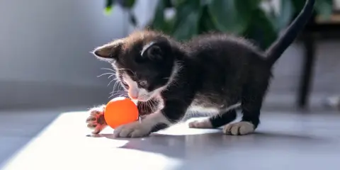 En lekfull kattunge med en orange boll. Denna kattmynta-älskande kattunge är redo för bus.