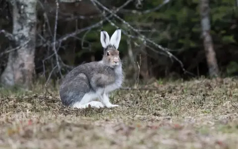En snöhare sitter i skogen, redo att springa iväg. En kanin vs hare-diskussion kan börja här.