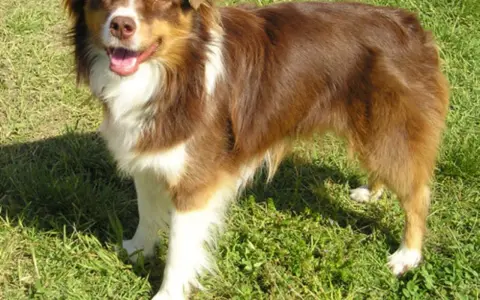Glad mini australian shepherd står i gräset med tungan ute.
