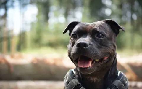 En glad staffordshire bullterrier med sele. Trots sitt rykte, är det ägaren som avgör om det finns staffordshire bullterrier nackdelar.