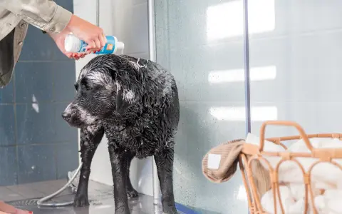 En person häller schampo på en blöt, svart labrador i duschen. Det är dags för bada med hund!